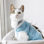 Castration du chat