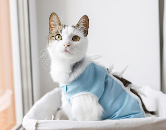 Castration du chat